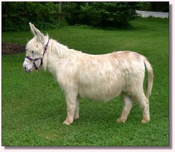 MGF Bright Passion Flower 437