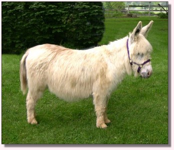 MGF Bright Passion Flower 437