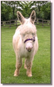 MGF Bright Passion Flower 437