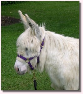 MGF Bright Passion Flower 437