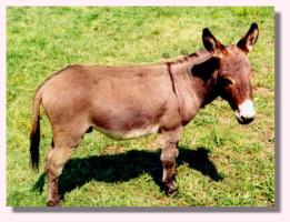 My World Friday, full brother to MW Winston (14,023 bytes)