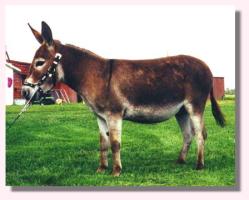 MW Phoenix (9897 bytes)