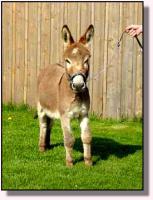Miniature Donkey My World Taylor, aka Headlight (8035 bytes)