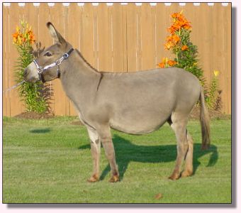 Parkside May Flowers