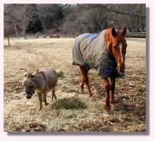 My World Miles & his buddy, Jazpur(8370 bytes)