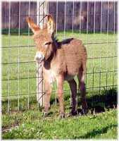 Miniature Donkey My World Miss Kitty (7009 bytes)