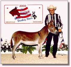 My World Cinnamon Jack - 5th Place National Halter Gelding