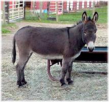 Miniature Donkey My World Nikki (11,131 bytes)