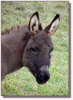 Click photo to enlarge image