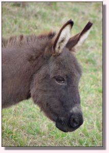 Click photo to enlarge image