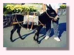 Information coming soon! (8465 bytes)