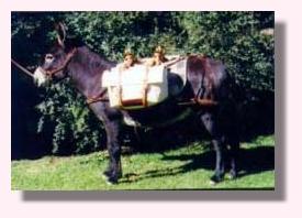 Information coming soon! (11,871 bytes)