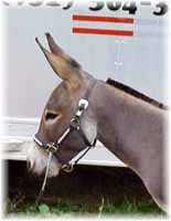 Miniature Donkey My World Paco (4517  bytes)