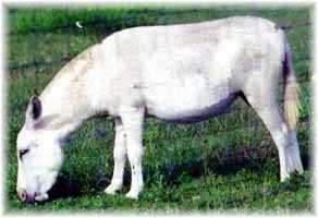 Miniature Donkey My World Patches (9190 bytes)