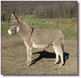 My World Peppermint Twist