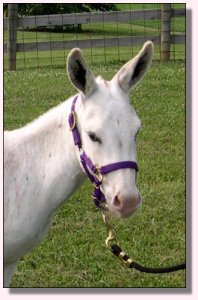 MGF Pink Champagne 316