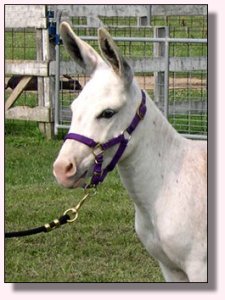 MGF Pink Champagne 316