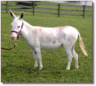 MGF Pink Champagne 316