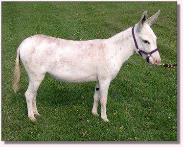 MGF Pink Champagne 316