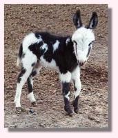 Information coming soon! (10,206 bytes)