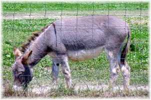 Priscilla (12,119 bytes)