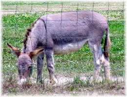 Priscilla (10,780 bytes)