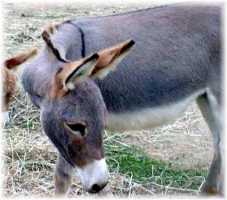 Priscilla (7816 bytes)