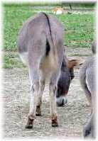 Priscilla (5089 bytes)