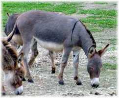 Priscilla (8876 bytes)