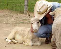 Mike & Rascal (7459 bytes)