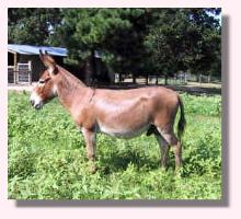 My World Red Alert (12,594 bytes)