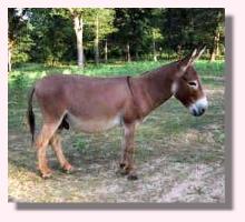 My World Red Alert (10,757 bytes)