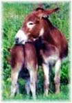 Miniature Donkey My World Red Hawk & mom, My World Red Dream (5193 bytes)