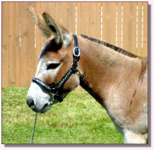 Rearrview's Red Rock