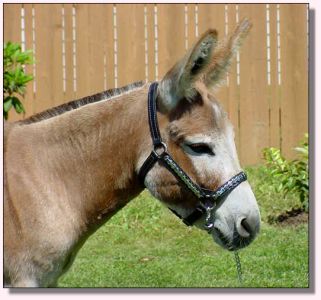 Rearrview's Red Rock