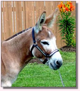 Rearrview's Red Rock