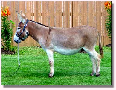 Rearrview's Red Rock