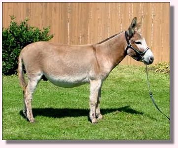 Rearrview's Red Rock