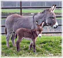 My World Rosemary's Baby (8433 bytes)