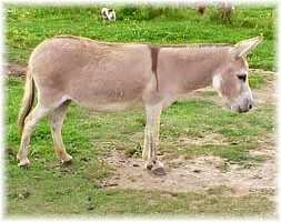 My World Rosie (9379 bytes)