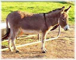 Miniature Donkey My World Sadie (10,329 bytes)