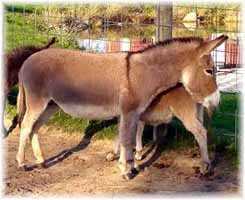 Miniature Donkey My World Sadie (9013 bytes)