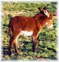 Miniature Donkey My World Scarlet O'Hara (8742 bytes)