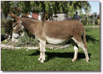 My World Scarlet O'Hara