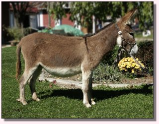 My World Scarlet O'Hara