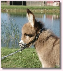 My World Secret Agent Man