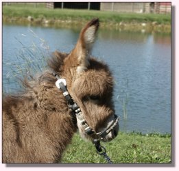 My World Secret Agent Man