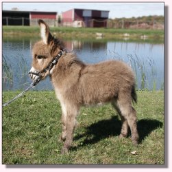 My World Secret Agent Man