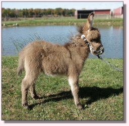 My World Secret Agent Man