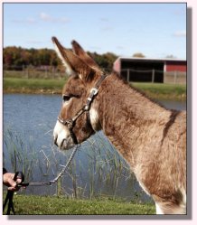 My World Strawberry Shortcake